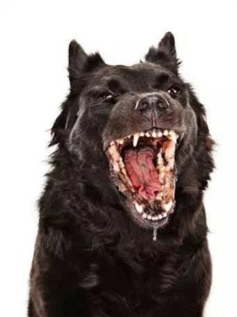 遇到狗怎样化解,狗狗得了细小自救方法