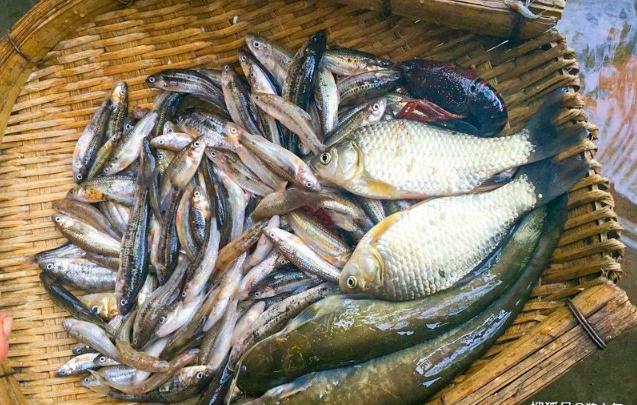 野生刺鳅能吃吗,中华刺鳅能吃吗