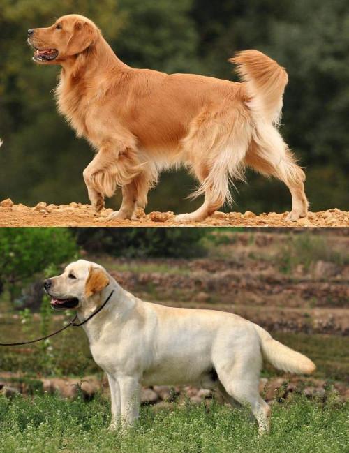 宠物狗品种大全集金毛,宠物狗集市金毛