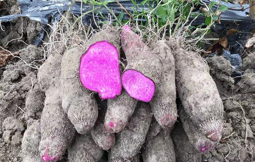 最有前景的农业种植项目,效益最高的种植项目有哪些