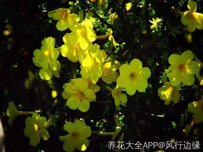 百花图谱大全100幅,工笔百花图谱100种