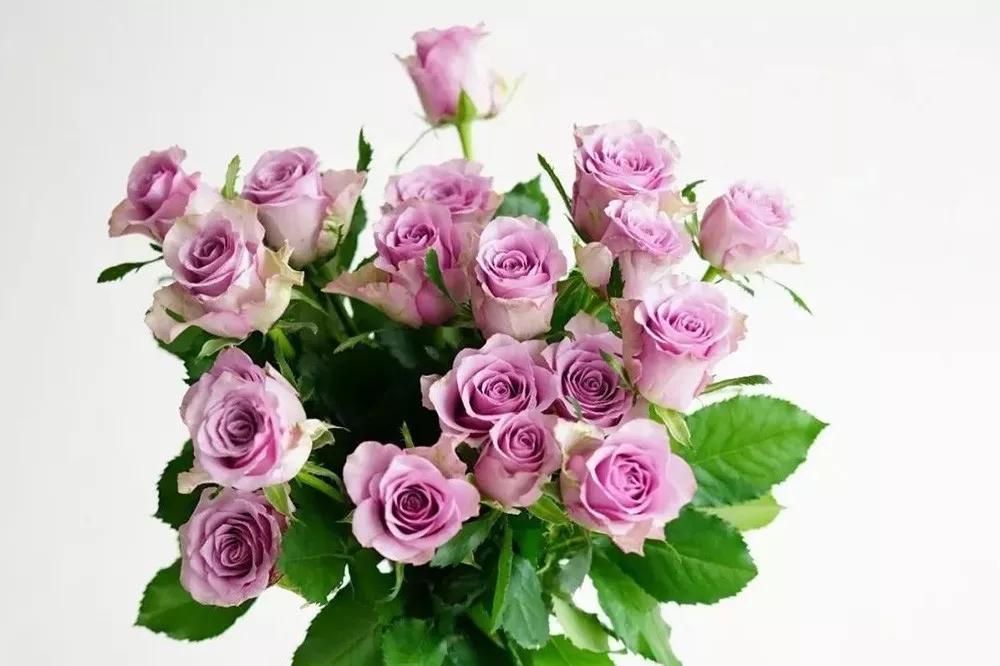 花店常用玫瑰花品种大全,一篇文章带你认识三亚40种花