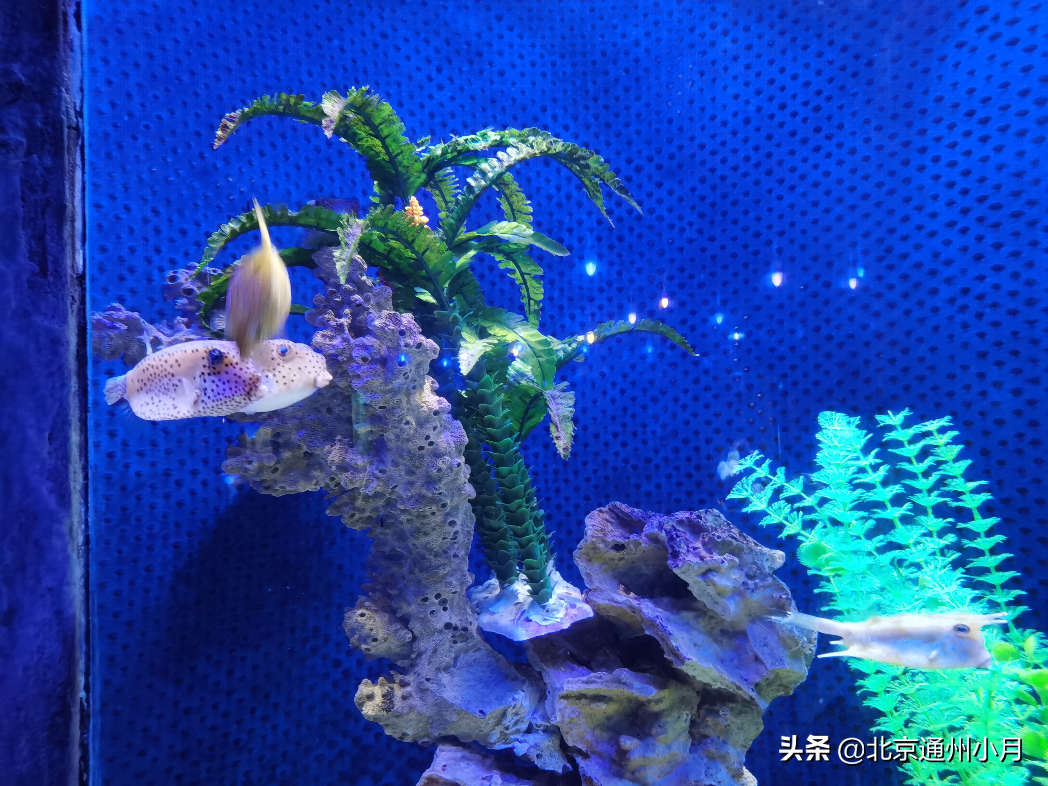 值得去看的海底世界,北京市海底世界门票多少钱