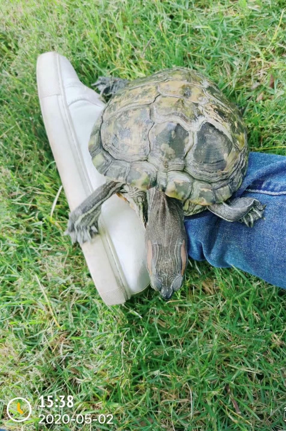 日本老人养一只大乌龟,养12年的大乌龟被找到