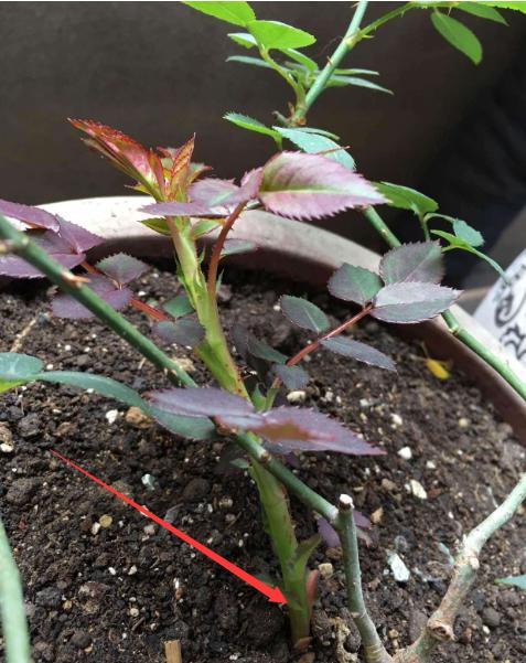 藤本月季冬季可以全剪吗,藤本月季秋天可以重剪