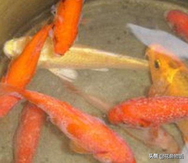 观赏鱼预防鱼病用盐还是用药,观赏鱼鱼病有哪些症状图片