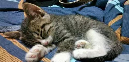 新手养猫第一天猫咪害怕怎么办,新手铲屎官养猫知识