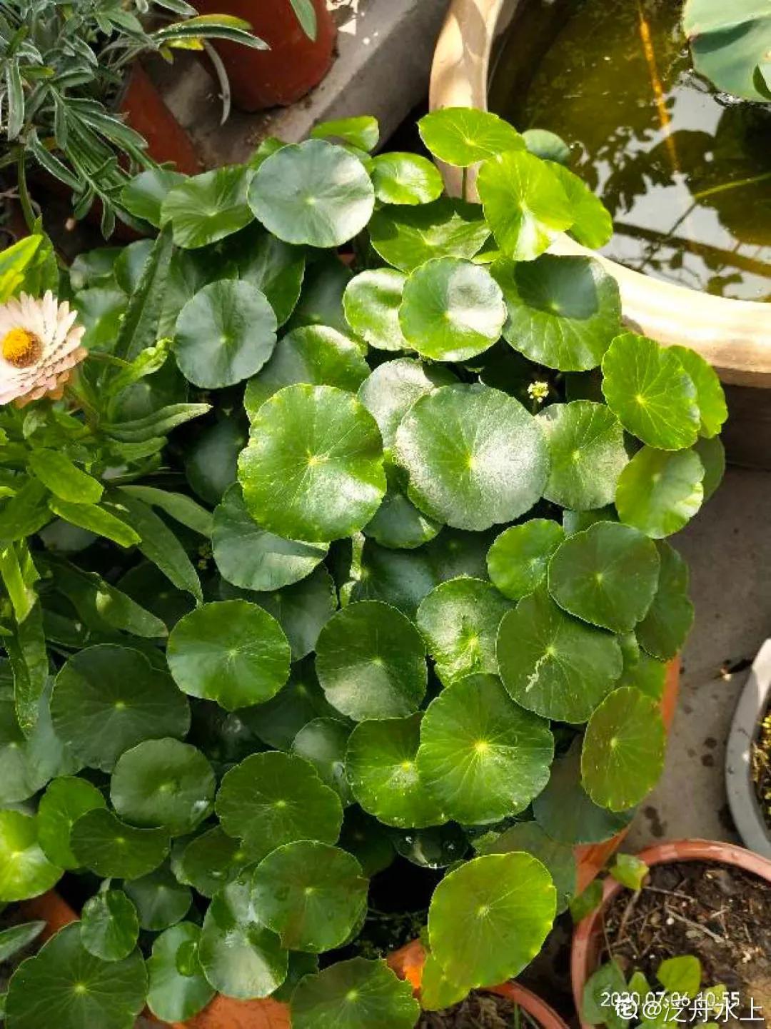 天竺葵怎么扦插容易成活图片,冬季天竺葵扦插怎样成活率高