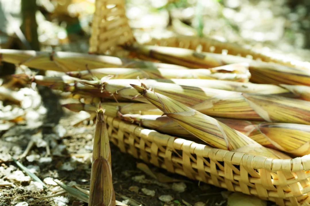 中国竹笋够不够熊猫吃,竹笋是熊猫吃的那种吗