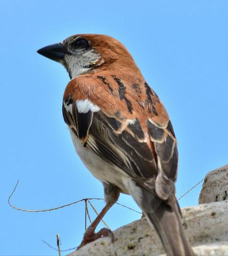 东江揽胜,惠州淡水常见鸟类图谱