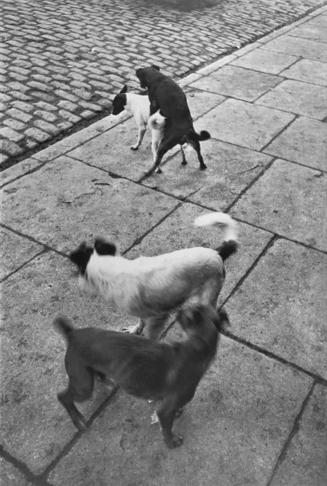 犬的记忆｜世界摄影经典