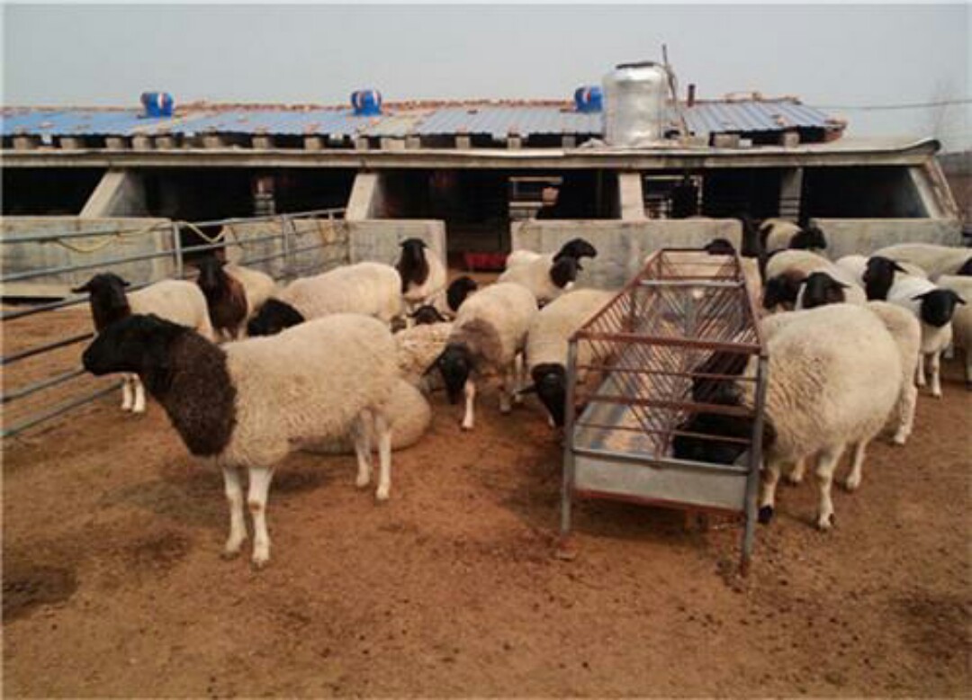 养羊十大病有哪些,秋季养羊容易得的毛病