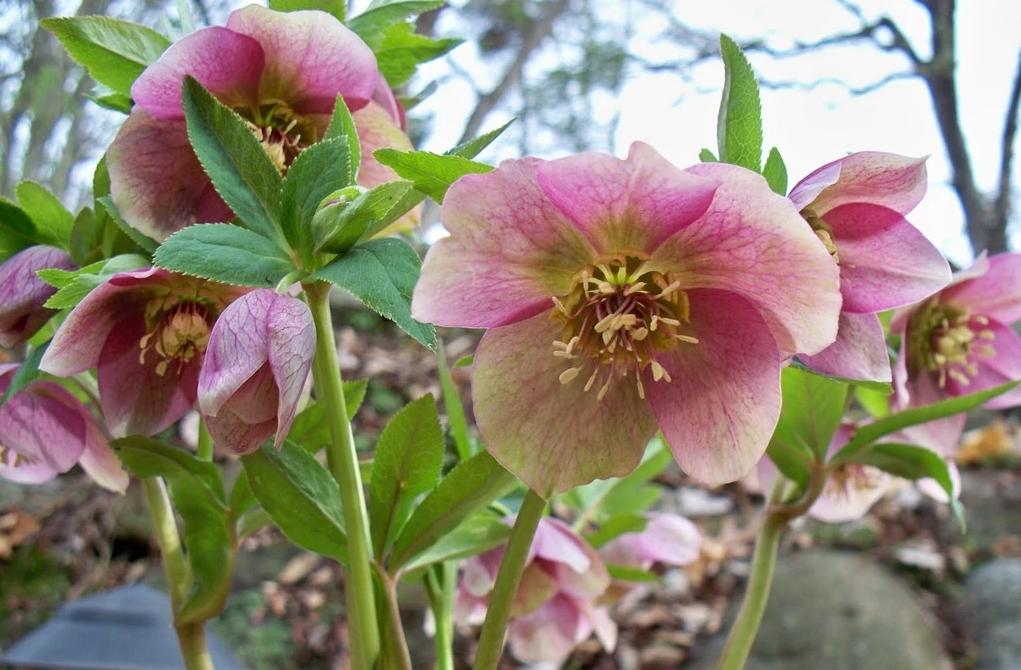 每日一花11.16：圣诞蔷薇