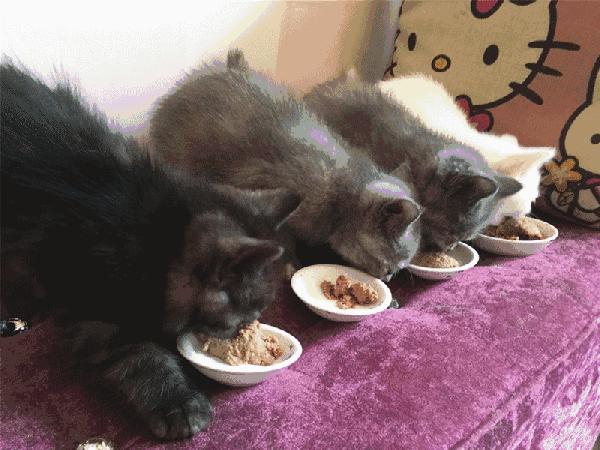 猫咪厌食的原因和解决方法,猫咪突然吃猫粮吃得很少怎么办
