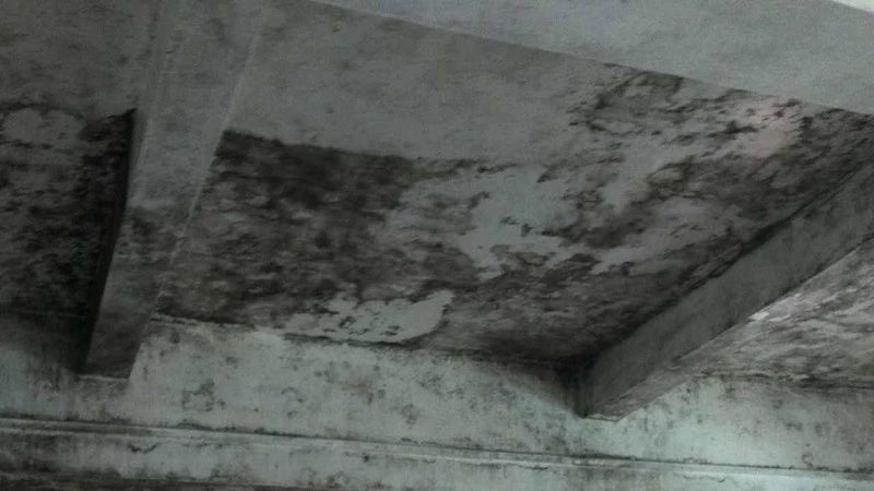 高温天气霉菌怎么处理,南方回南天除湿除霉