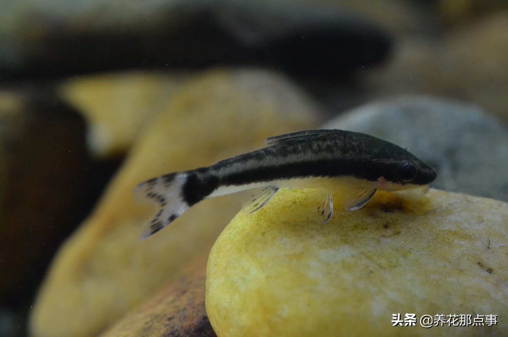 热带鱼生态鱼缸,热带鱼生态鱼缸养殖必备条件