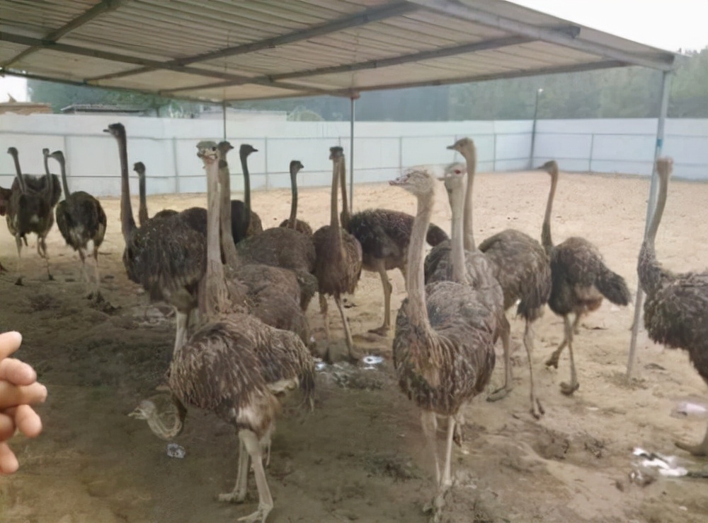 养殖鸵鸟致富,农村致富好帮手鸵鸟养殖