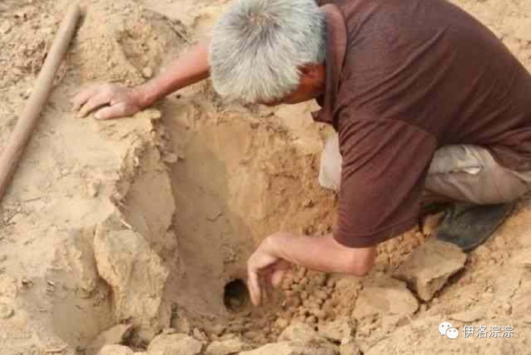 童年趣事逮蚂蚱,童年趣事捉蛐蛐