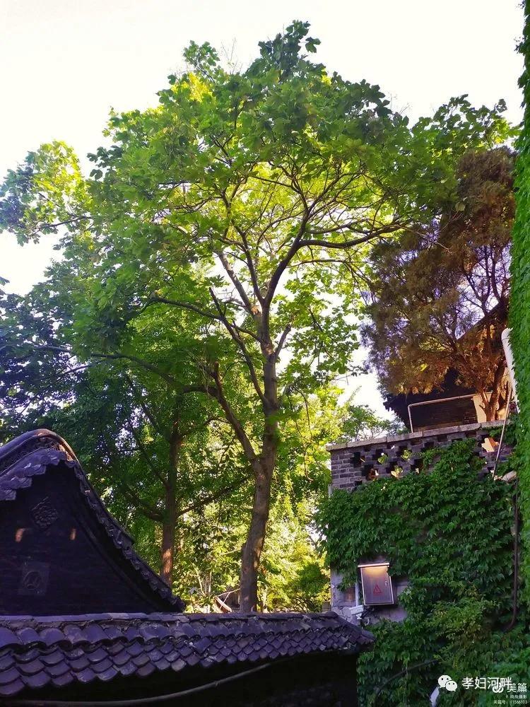 博山初夏风景图片,在博山公园藏着独特的宁静