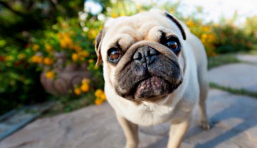 狗狗品种伯恩山犬,狗狗品种的奥秘卡斯罗犬