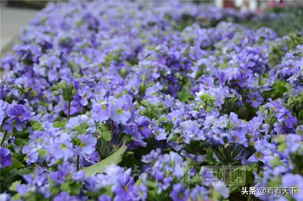 泸州四季花海开放了吗现在,泸州3月赏花胜地心花怒放在哪