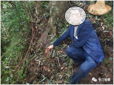 盗挖一棵被鉴定的古树判刑五年,盗挖的树桩被立案