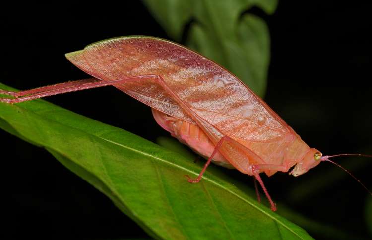 世界上十二种颜色华丽的动物,令人惊艳的17种动物绝对罕见