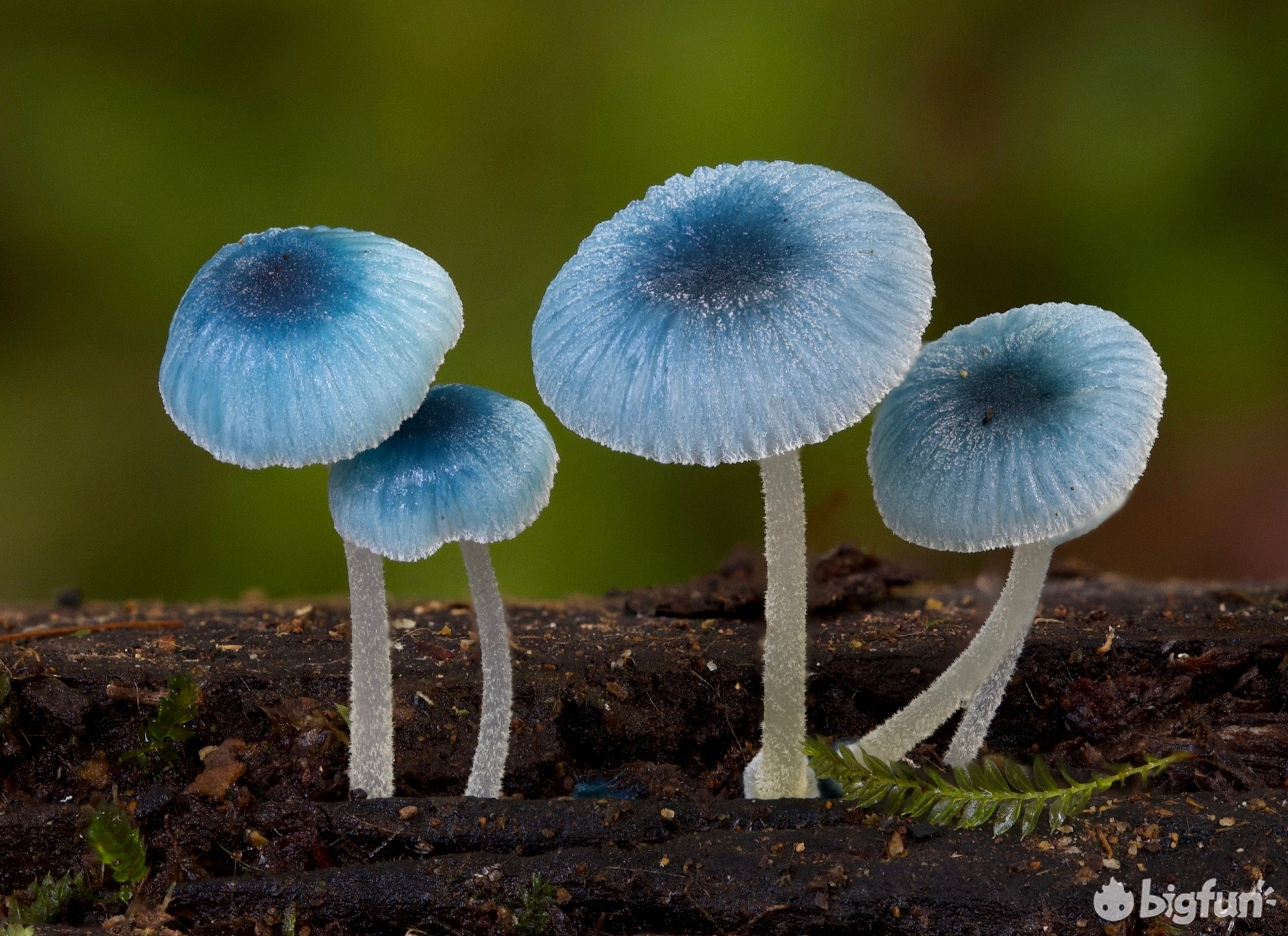 明日方舟灰蕈迷境隐藏结局,明日方舟灰蕈谜境商人