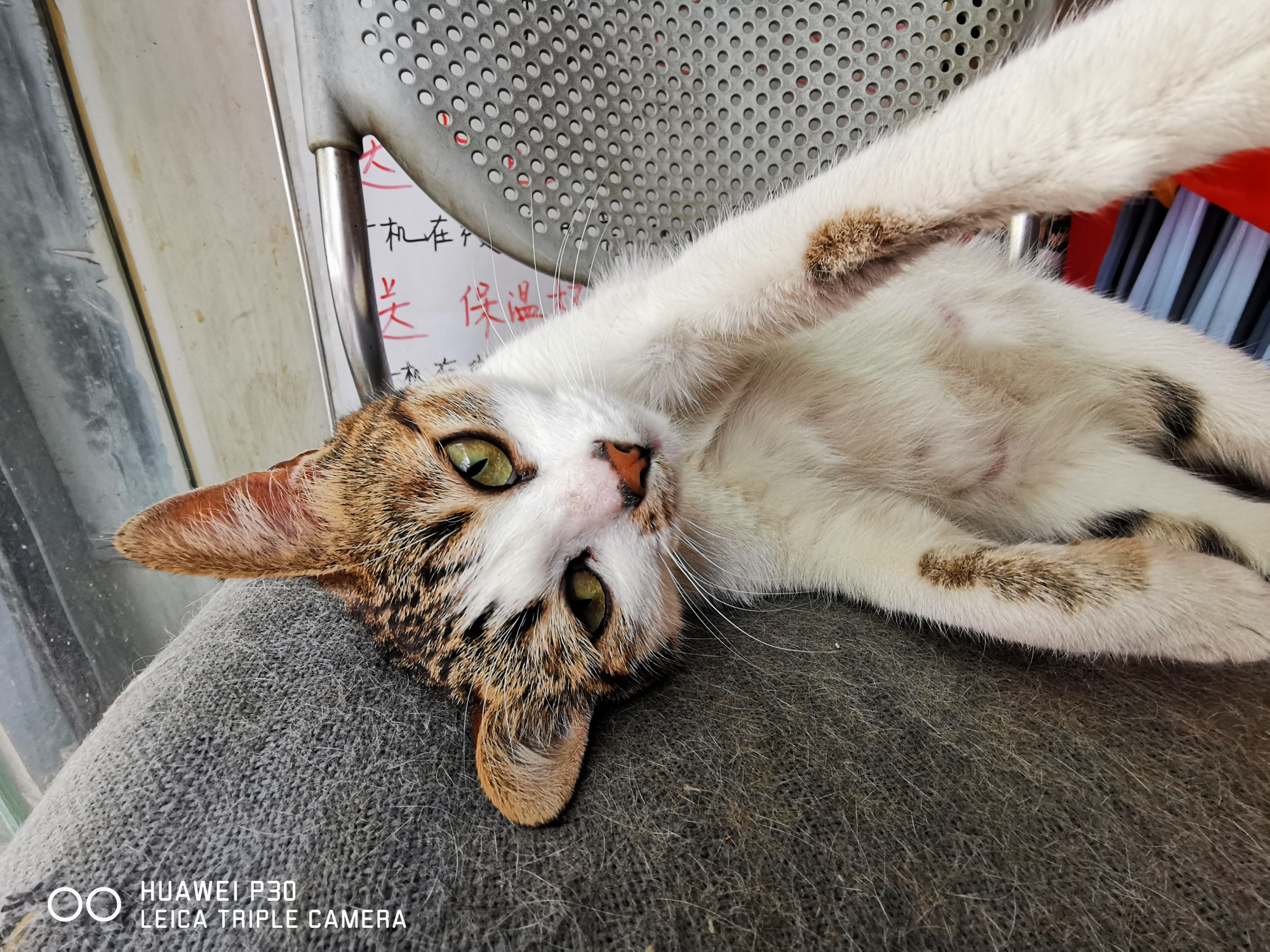 华为p30的相机超级微距,华为p30pro徕卡色调拍照实拍