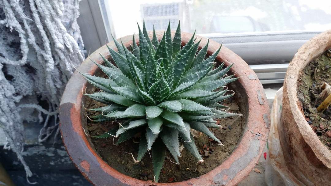 条纹十二卷和十二稿有什么区别,条纹十二卷和点纹十二卷区别