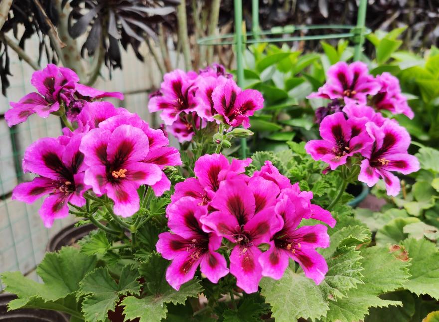 天竺葵几月份是开花旺季,天竺竹为什么夏天不开花