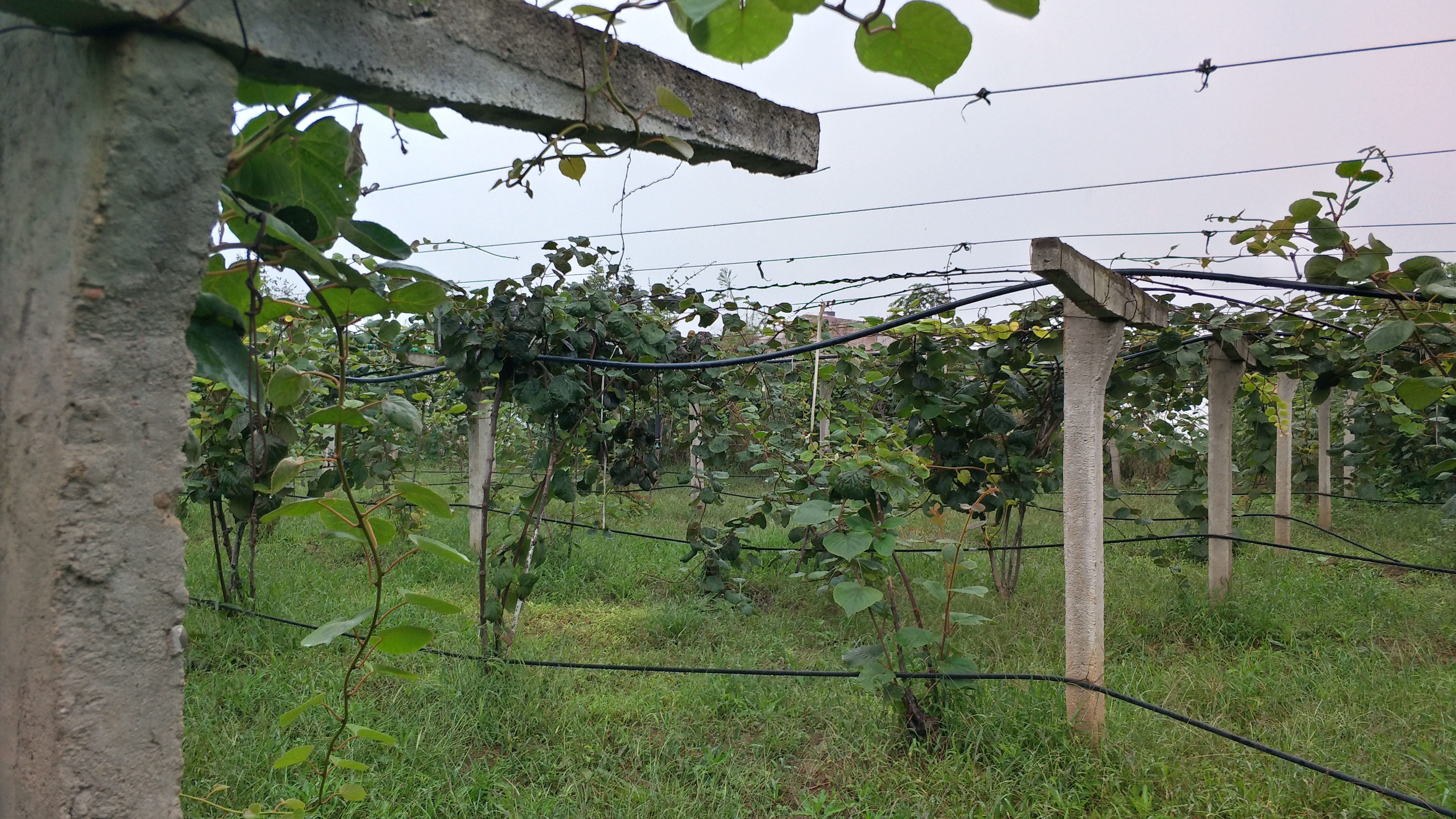 一斤猕猴桃的利润,杨凌猕猴桃