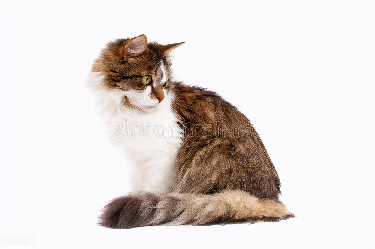 猫咪眼睛白色眼睑露出来一半,猫咪一只眼睛睁不开有白色的东西