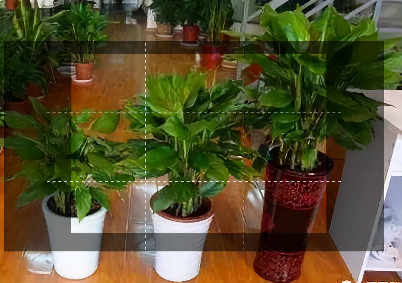 除甲醛超简单的三种方法你知道吗,除甲醛的小窍门视频