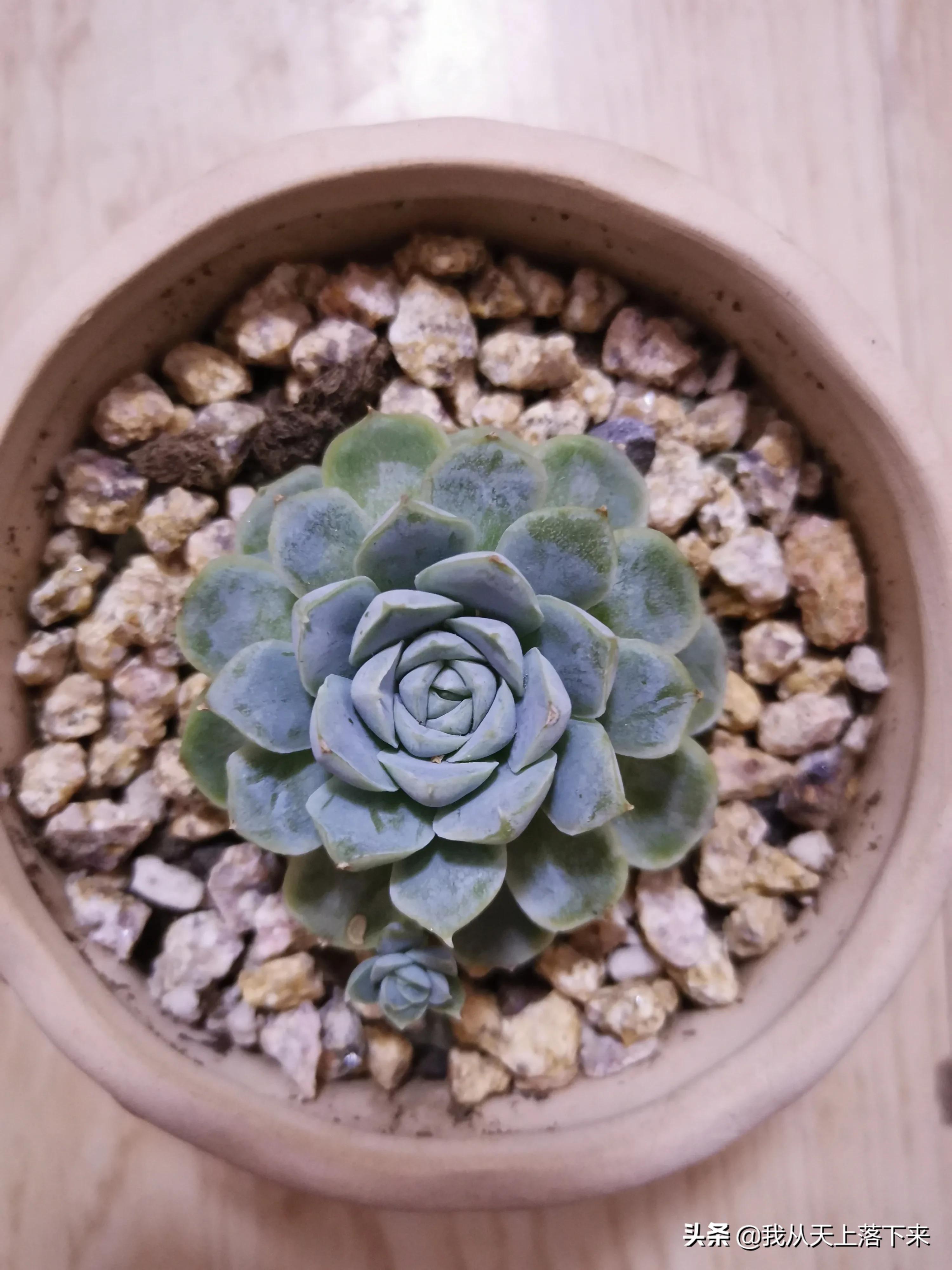 89种常见多肉植物品种图，实物拍摄，还不认识的小伙伴赶紧收藏好