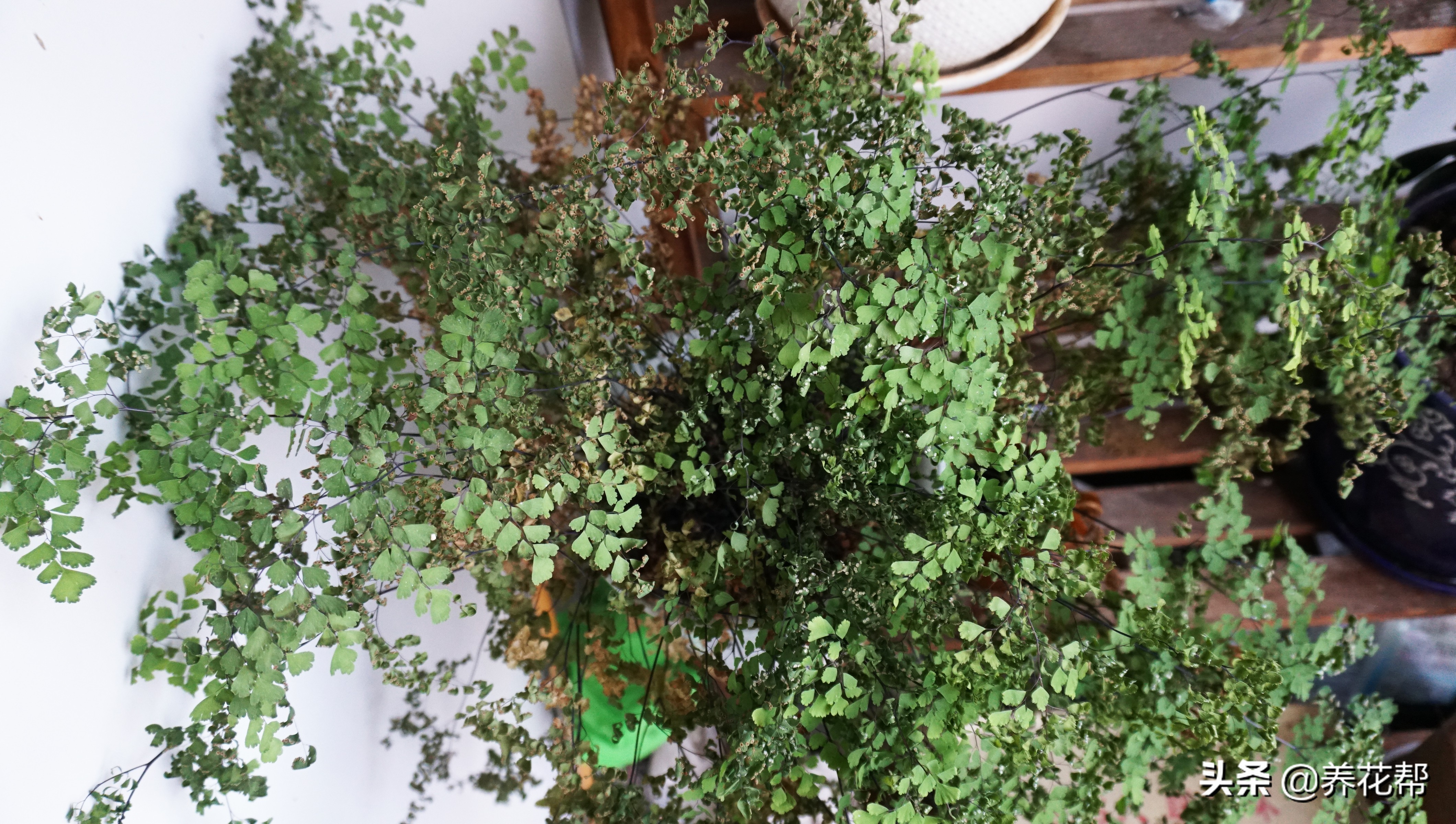 铁线蕨枯叶、黄叶不必慌，这样处理明年照样长爆盆