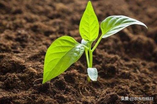辣椒苗移栽很蔫,辣椒苗移栽后怎么会掉叶