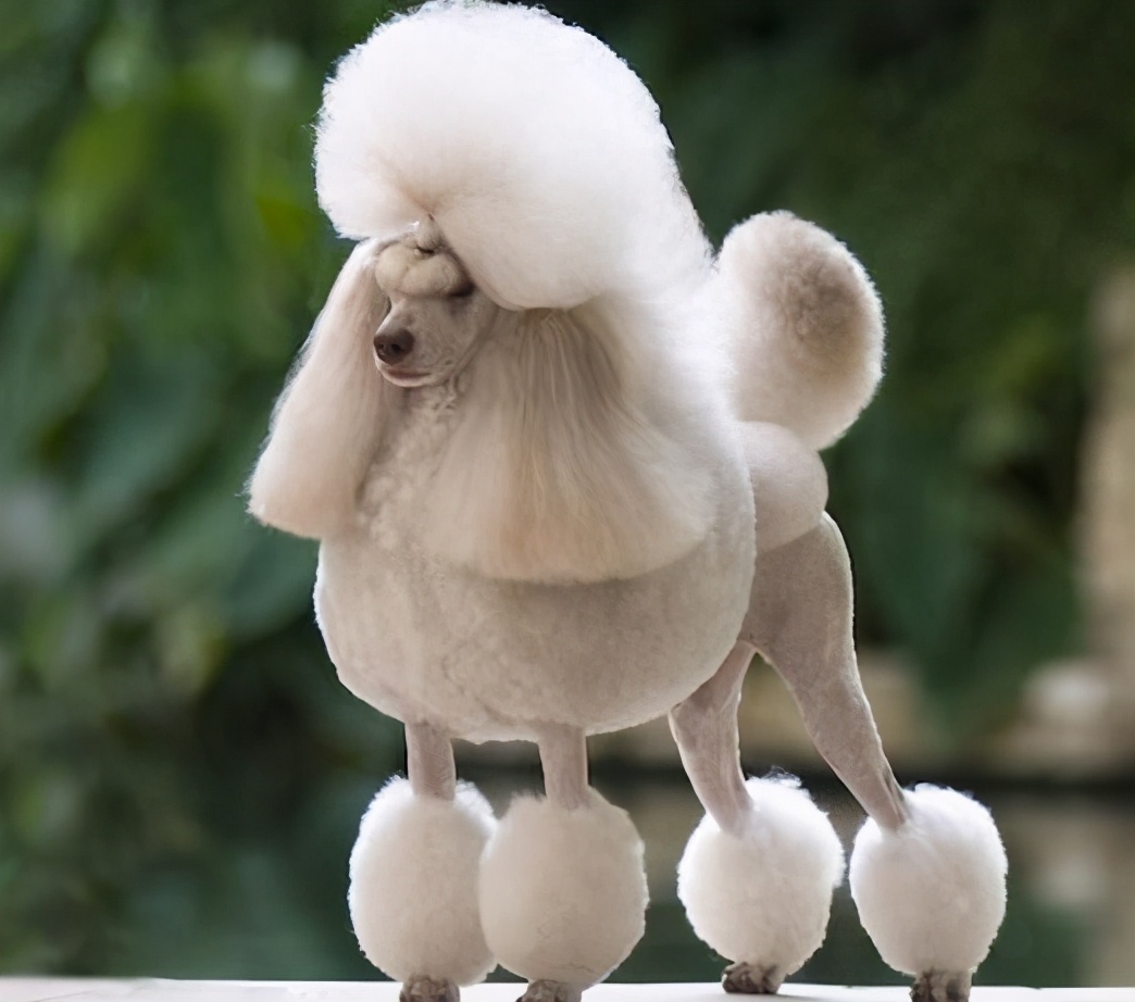 45天贵宾犬的饲养方法,4个月贵宾犬的饲养方法