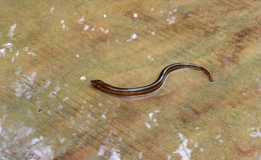 养一亩黄鳝投资多少钱,一亩养黄鳝能卖多少钱