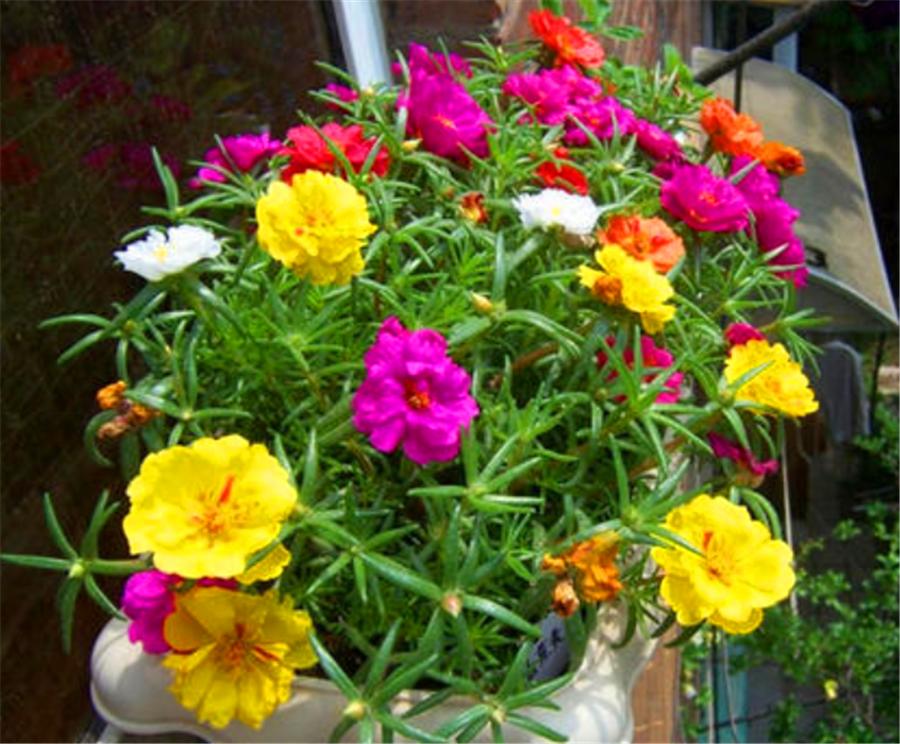 太阳花的叶子变红怎么回事,太阳花枝干发红还能开花吗