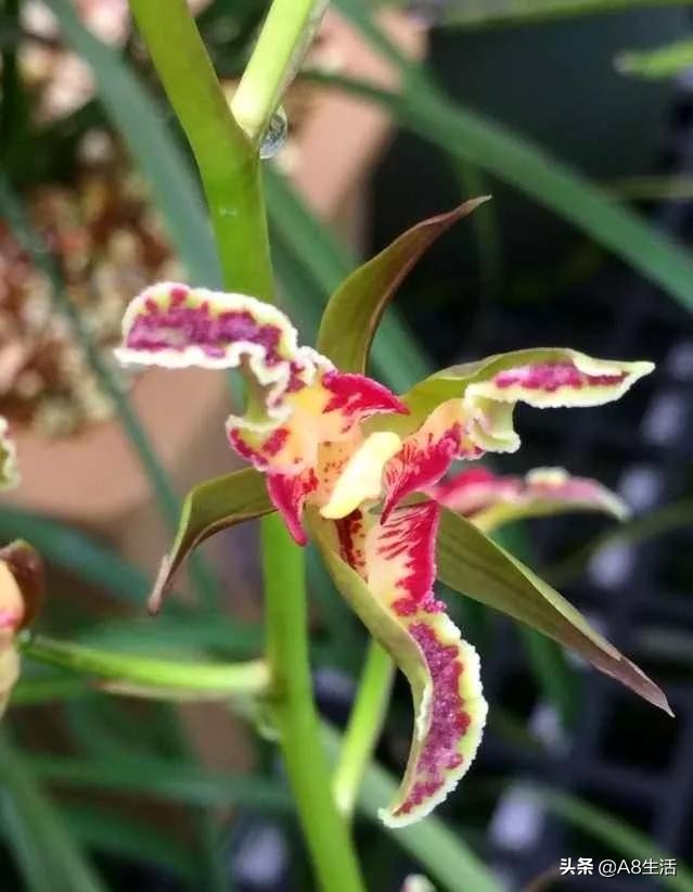 蒙山之春此花浓妆艳抹,彩块鲜红,是养兰人争相收藏的精品