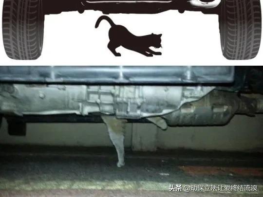 猫在车底不出来怎么办,车底进猫