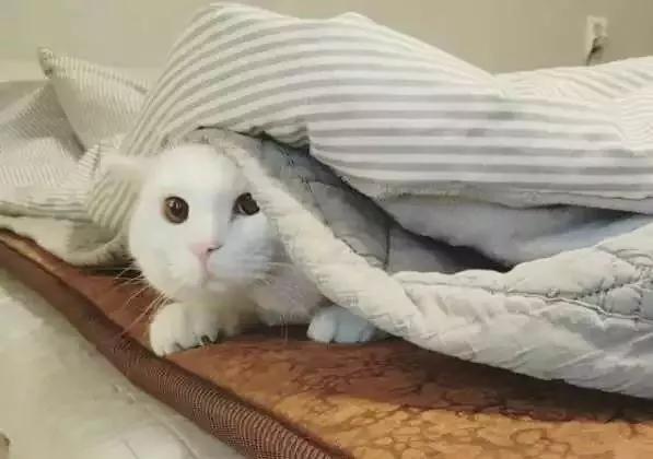 猫咪睡觉突然抽搐了一下是做梦吗,猫咪做梦抽搐