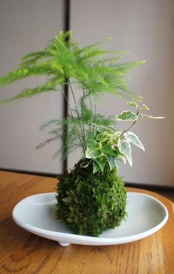 花中四君子为何是梅兰竹菊,花中四君子梅兰竹菊的顺序