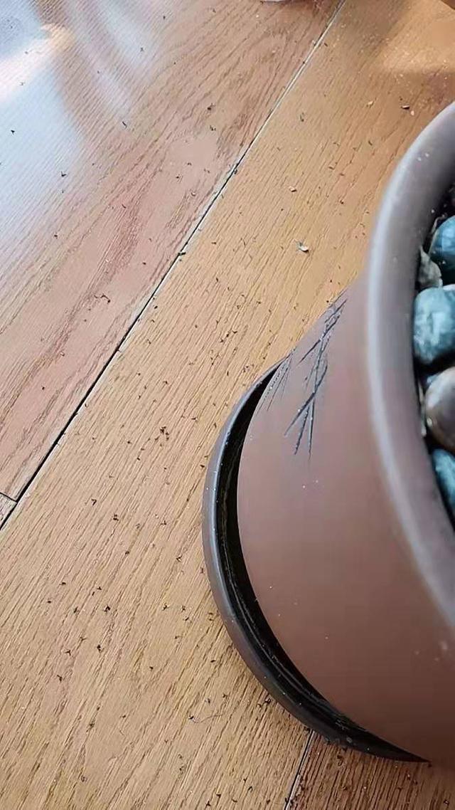 抓一把沙子,抓一把沙子让它飞起来