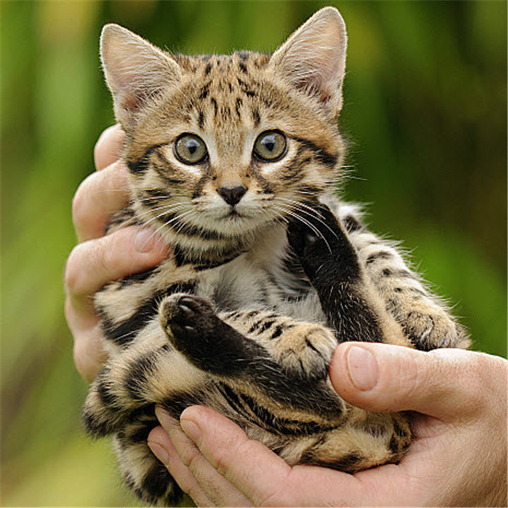 非洲最小的猫，猫科捕猎效率最高的“杀戮机器”，被全世界禁养