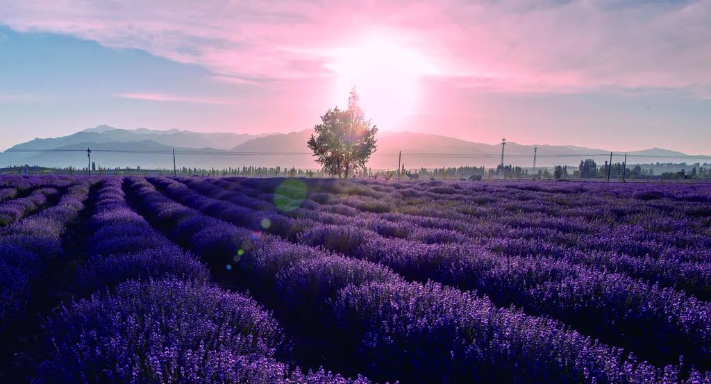 伊犁霍城薰衣草普罗旺斯,霍城薰衣草和北海道普罗旺斯