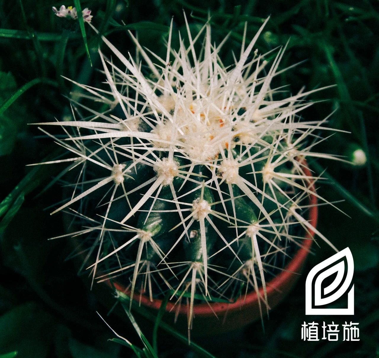 多肉金琥的养殖方法,金琥仙人掌养护方法