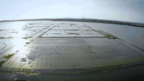 大闸蟹要公蟹的还是母蟹的好吃,现在吃大闸蟹是公的好还是母的好