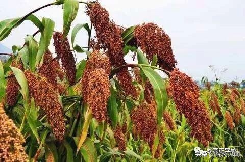 “高粱”、“玉米”的黄梅方言词正确写法是怎样的？